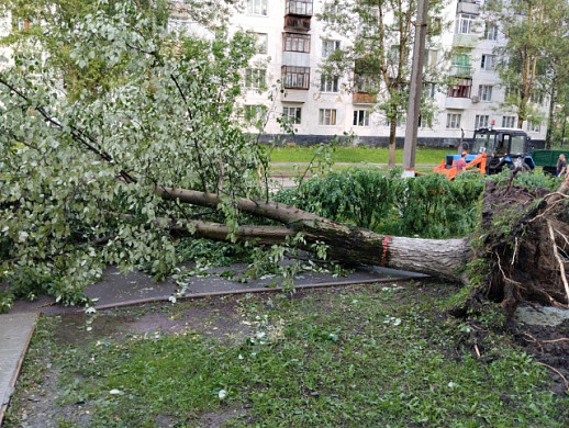 Шквалистый ветер повалил деревья в Тейкове и Тейковском районе